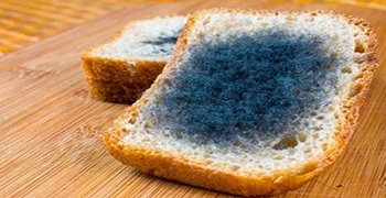 防霉劑廠家告訴你食物發(fā)霉高溫能消滅嗎？
