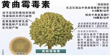 真菌毒素有哪些？