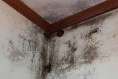墻面發(fā)霉怎么處理？教你一招自己在家就能解決